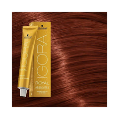 Schwarzkopf Igora - Royal Absolutes - 6-80